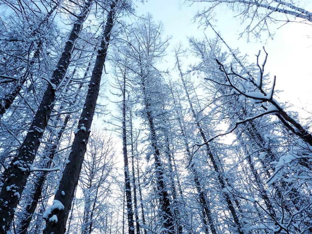 Shin Furano Prince Hotel Buitenkant foto Snow-covered trees in the Black Forest